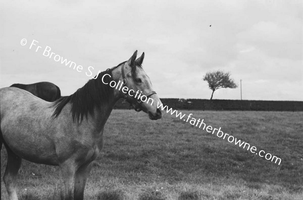 SHESLOON STUD   HORSES LOOKING AT CAR